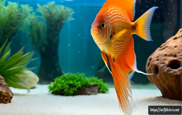 디스커스 번식 가이드 - Photorealistic close-up of a healthy adult discus fish pair guarding a vertical terracotta breeding ...